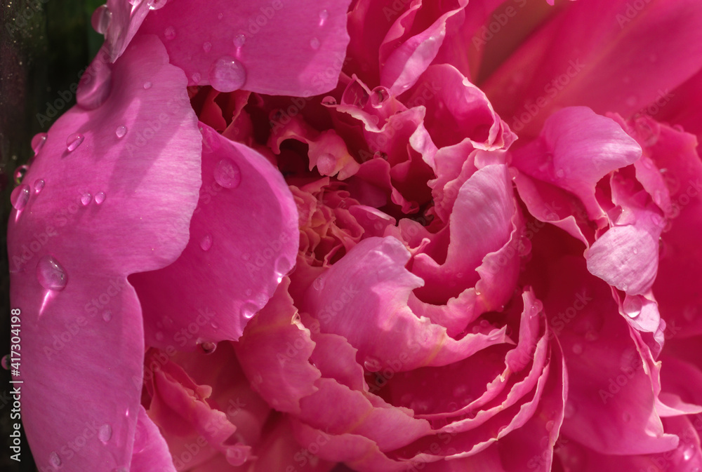 Big blooming pink peony flower in dew drops, springtime symbol, close up. Big blooming pink peony flower in dew drops, springtime symbol, close up.