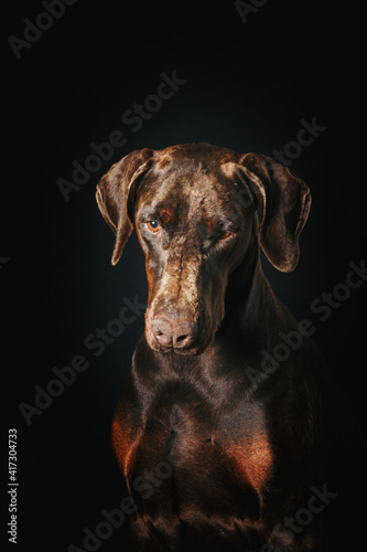doberman brown isolated on black background