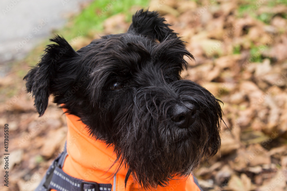 dog in coat among dry leaves in autumn dog in coat among dry leaves in autumn