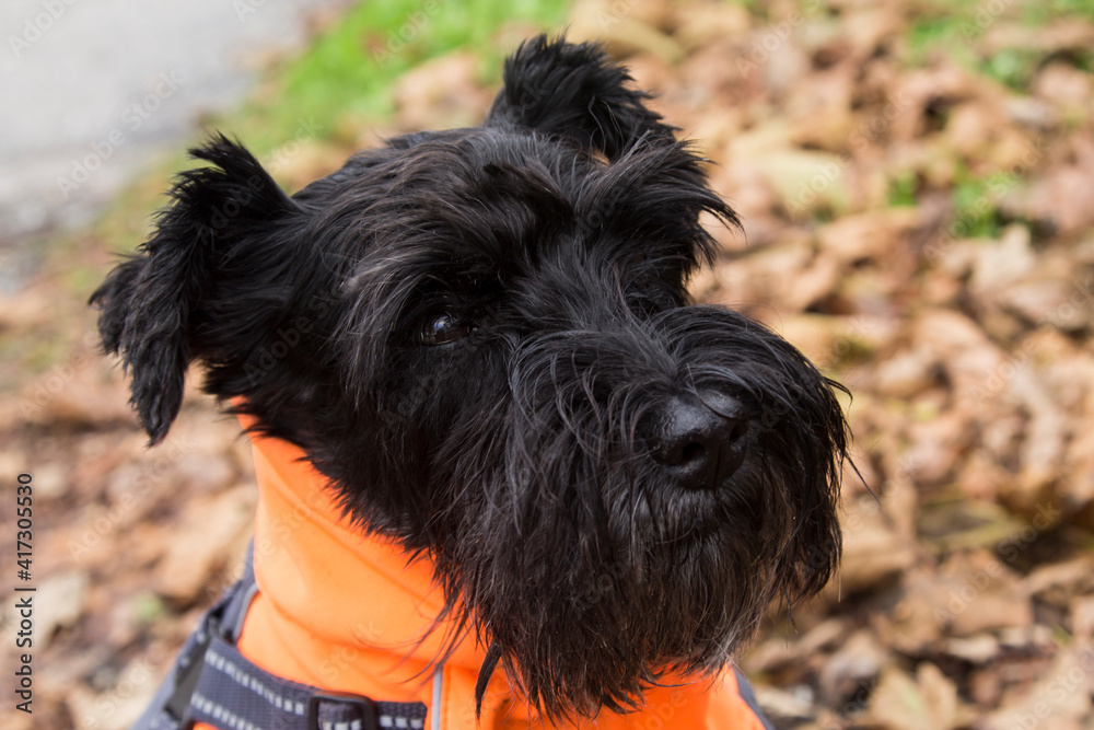 dog in coat among dry leaves in autumn