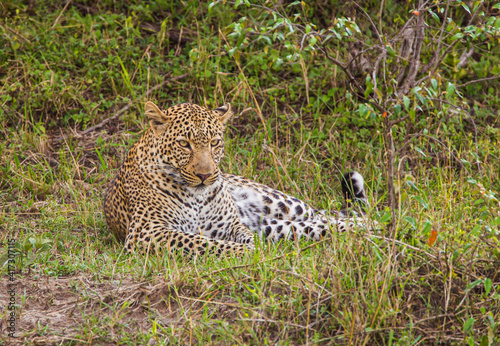 Leopard female resting in the heat of the Masai Mara