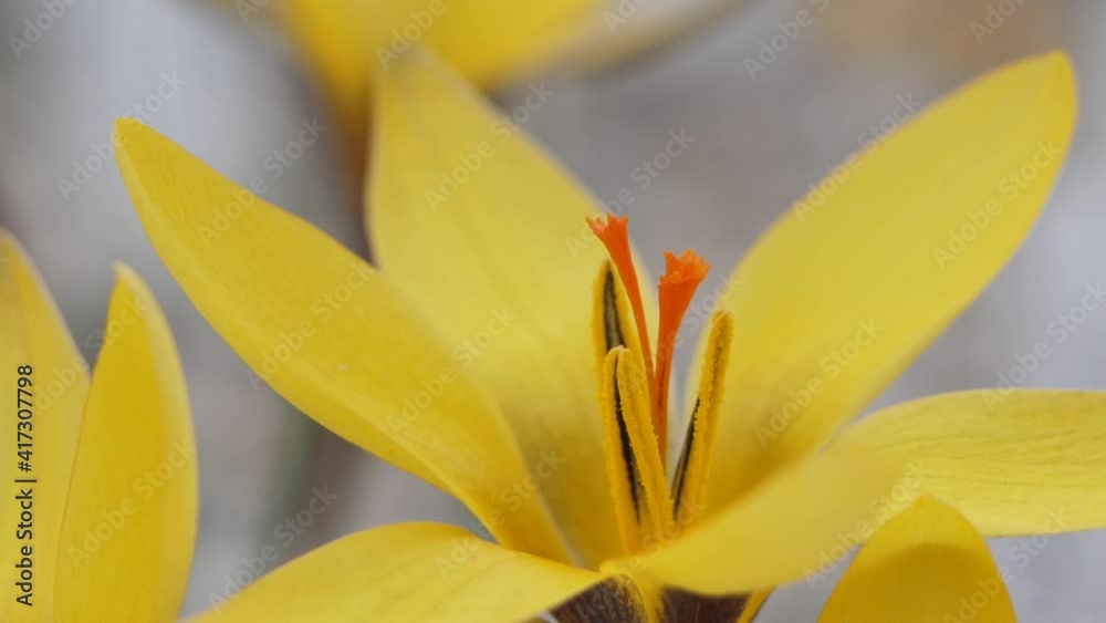 Crocuses with beautiful flowers multicolored. The most beautiful flowers of spring Crocuses with beautiful flowers multicolored. The most beautiful flowers of spring