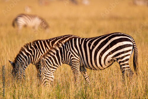 Two Burchell s Zebra grazing on the grass of the Masai Mara