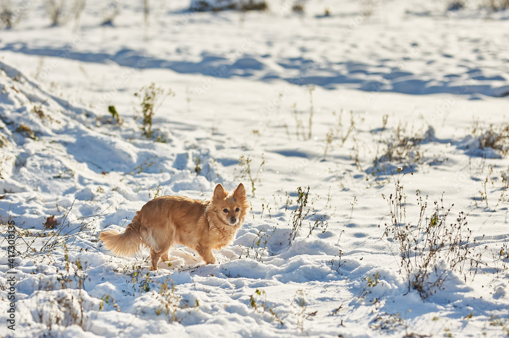 Fototapeta premium little red dog running through the snow. lots of snow. white snow. Russian Ukrainian winter, nature, winter cold snow