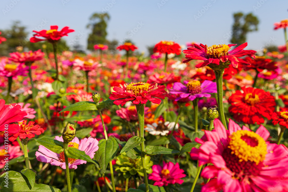 Beautiful Colorful flower background，Beautiful  Garden.
