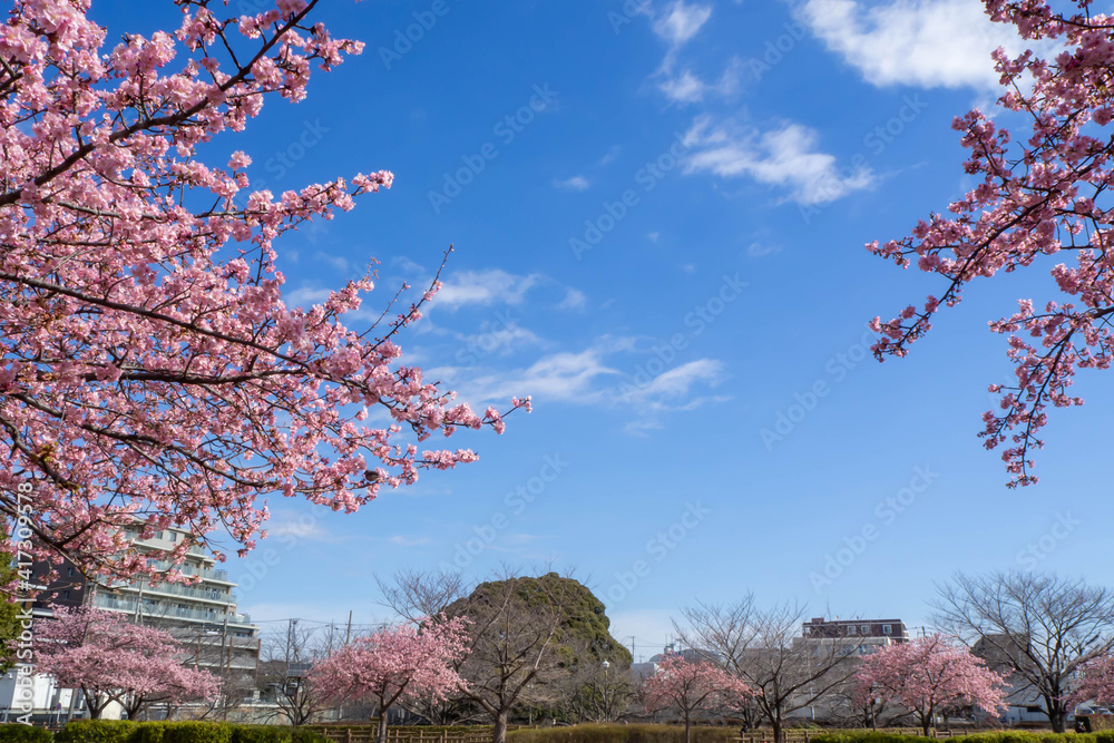 埼玉県さいたま市の東浦和にある井沼方公園の満開の河津桜と風景