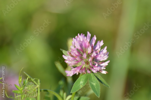 clover in a field close-up