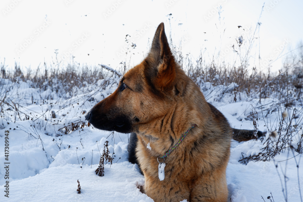 German shepherd dog lies in the snow on a winter meadow. German shepherd dog lies in the snow on a winter meadow.