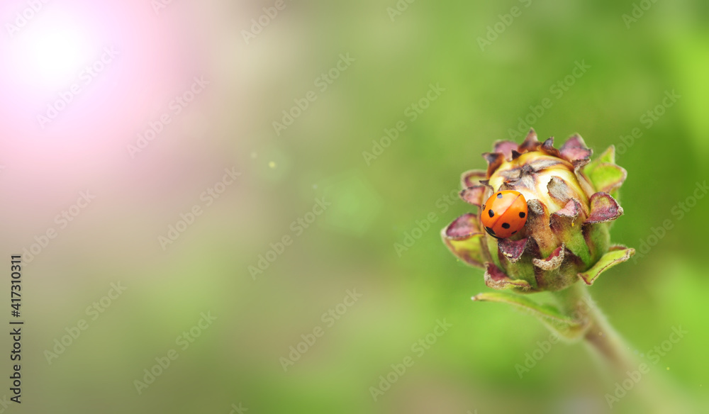 Fototapeta premium ladybug on the bud of the flower sun rays