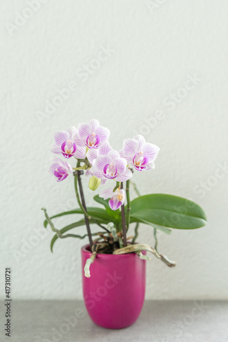 Sch  ne knabenkr  uter - orchidenn in pinkem Topf