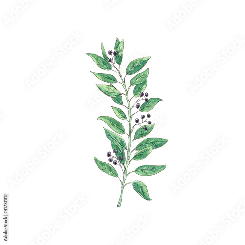 Watercolor twig with berries. Green leaves sketch