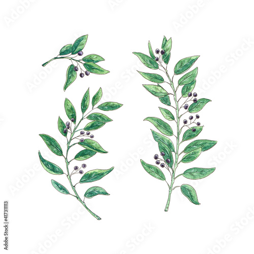 Watercolor twigs. Leaves sketch set