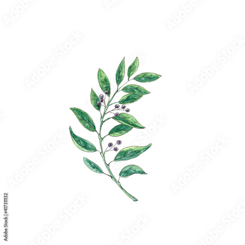 Watercolor twig with berries. Green leaves sketch