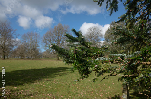 Winter Foliage of an Evergreen Coniferous  East Himalayan Fir Tree (Abies spectabilis) Growing in Parkland in Rural Devon, England, UK