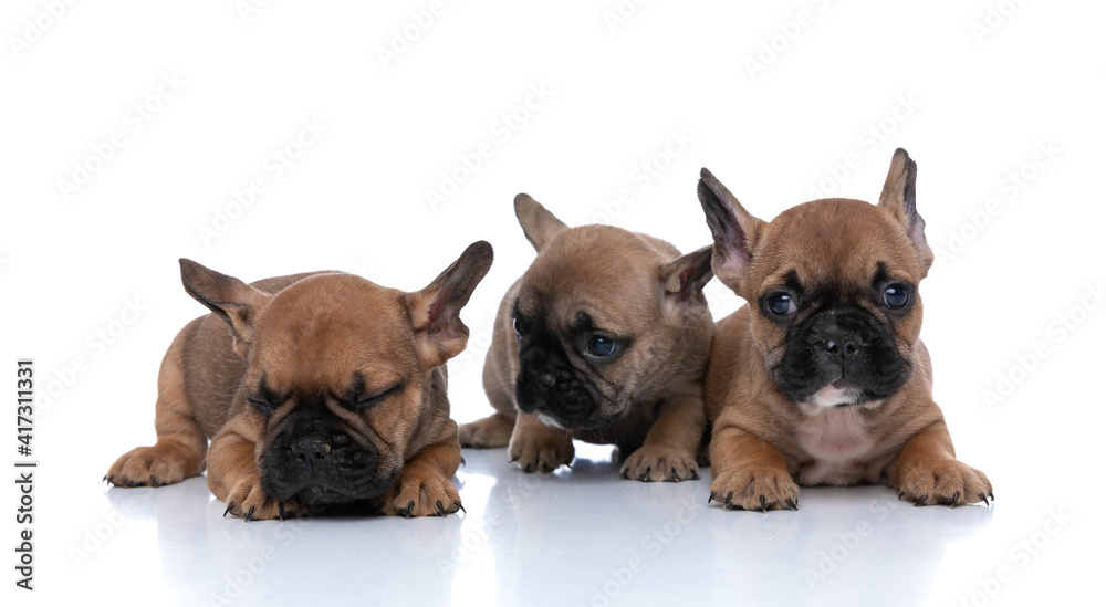 Obraz premium french bulldog dog looking at his friend that is sleeping
