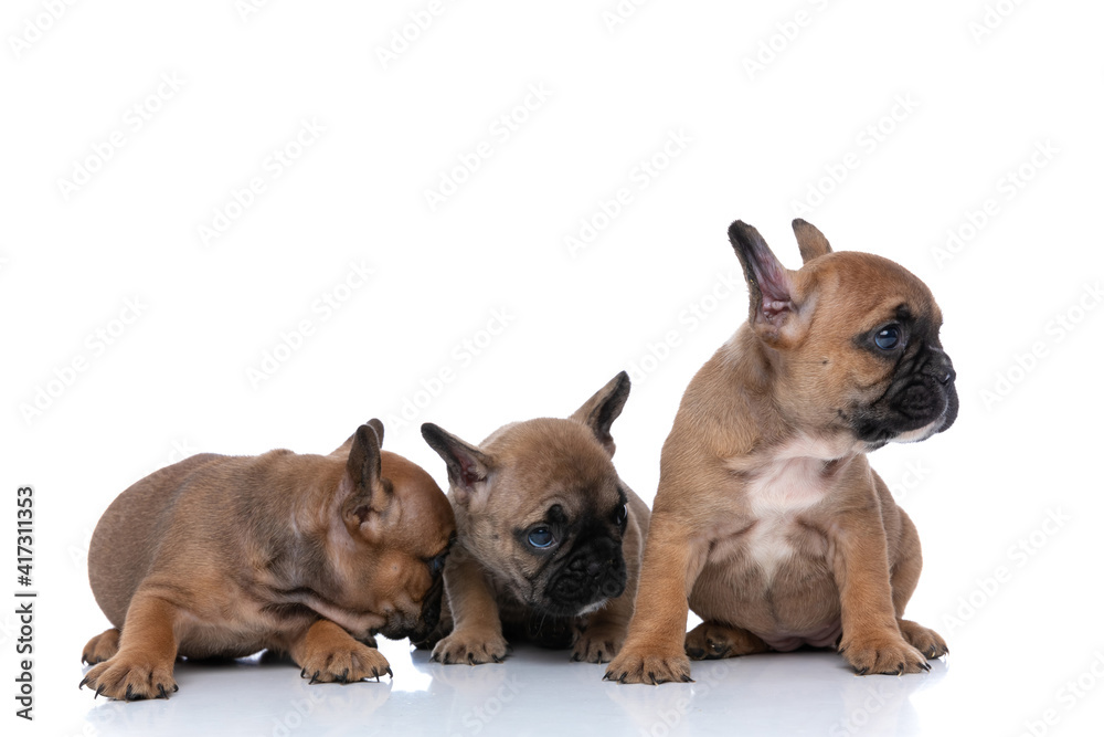 three french bulldog dogs being humble and looking aside