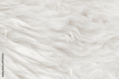 Natural animal white wool seamless texture background. light sheep wool. texture of fluffy fur for designers. close-up fragment white beige wool carpet