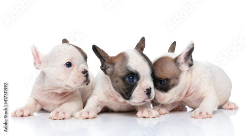 three french bulldog dogs sticking out tongue © Viorel Sima