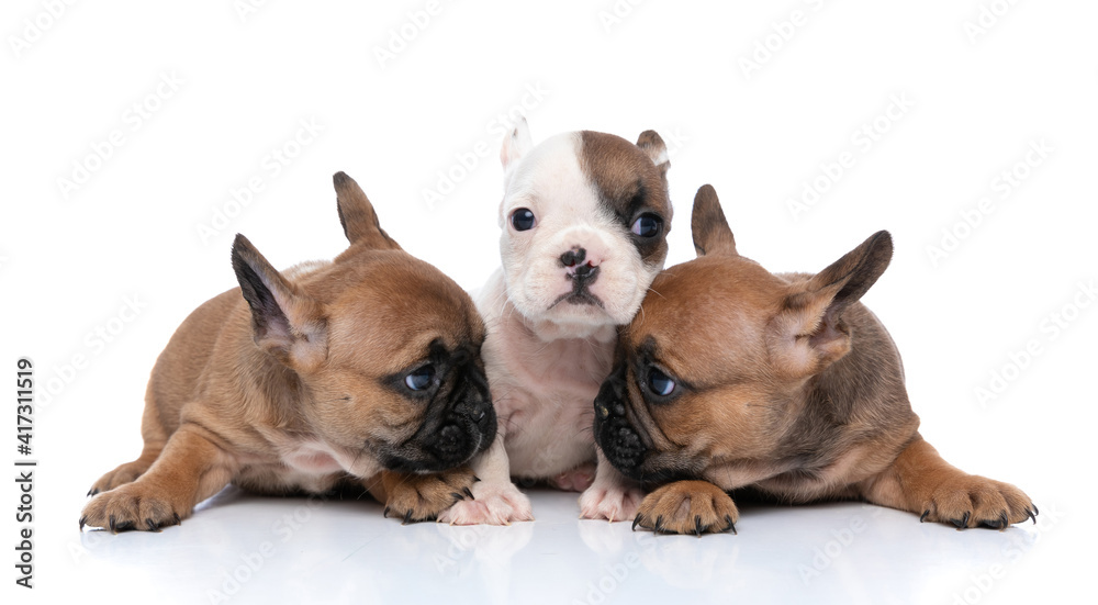 Fototapeta premium two fawn french bulldog dogs looking at each other