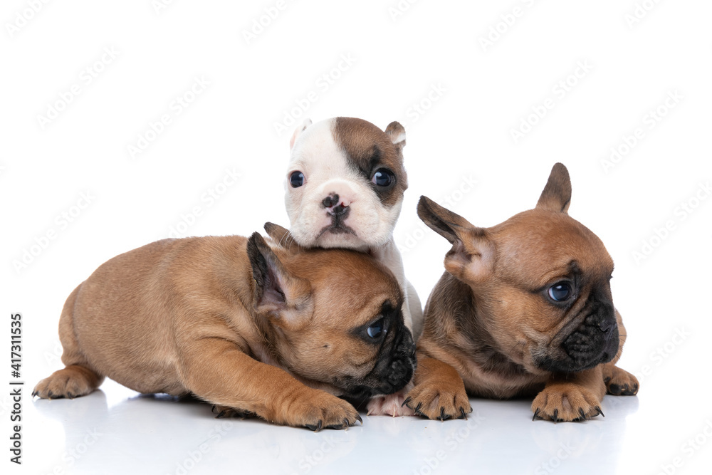 french bulldog dog resting chin on friend's head