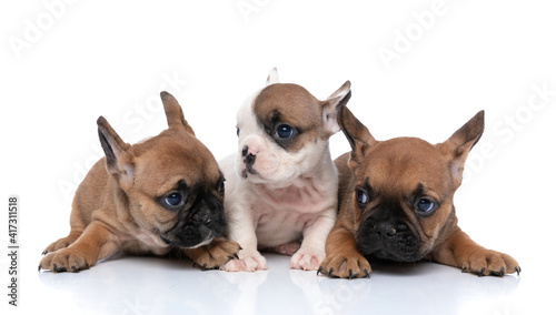 three french bulldog dogs all looking in different directions