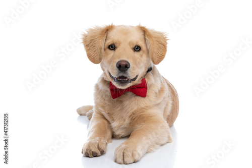 Fototapeta Naklejka Na Ścianę i Meble -  lovely golden retriever dog wearing red bowtie