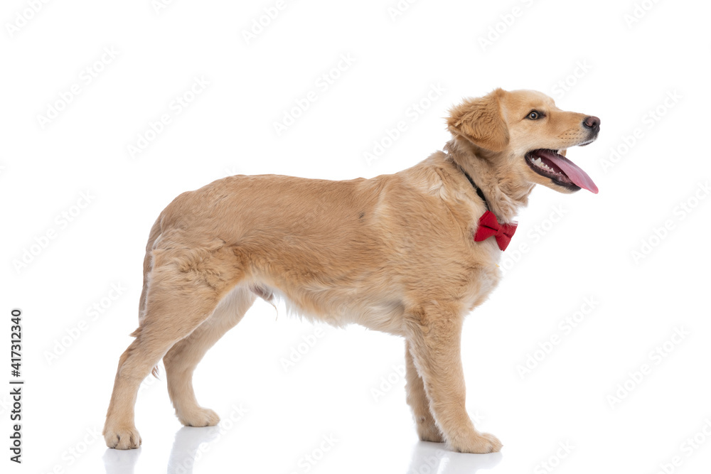 side view of happy golden retriever puppy panting