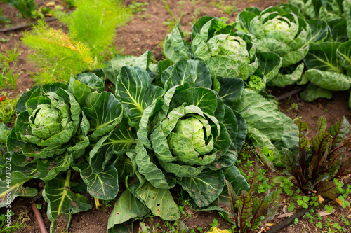 Ripe cabbage growing in the garden. High quality photo