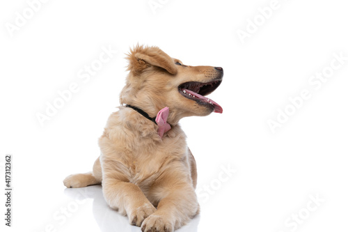 enthusiastic labrador doggy with bowtie looking to side and panting