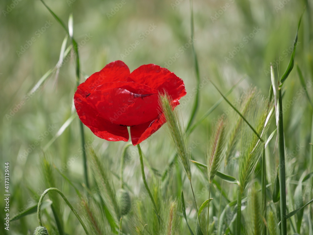 Fototapeta premium Bright red poppy flower against the green ears on a sunny spring day. Growing raw materials for confectionery