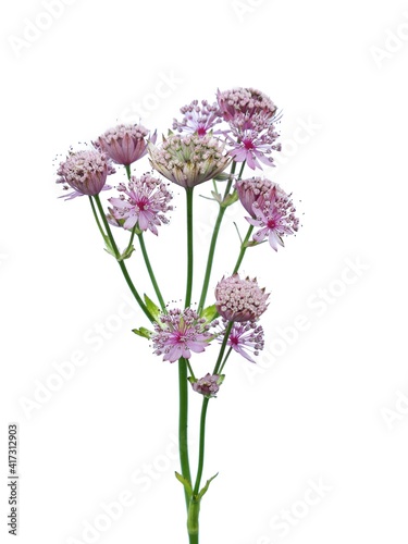 Great masterwort flowers (Astrantia major) isolated on white