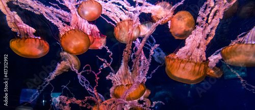 Orange Jellyfish Swarm Underwater