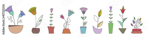 several unusual, fancy flowers in flowerpots