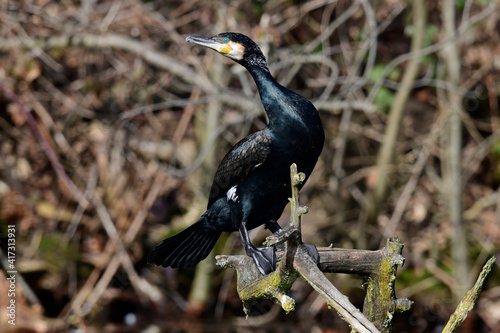 Great cormorant // Kormoran (Phalacrocorax carbo)  photo