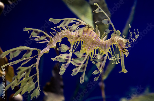 Leafy Seadragon Under the Water photo