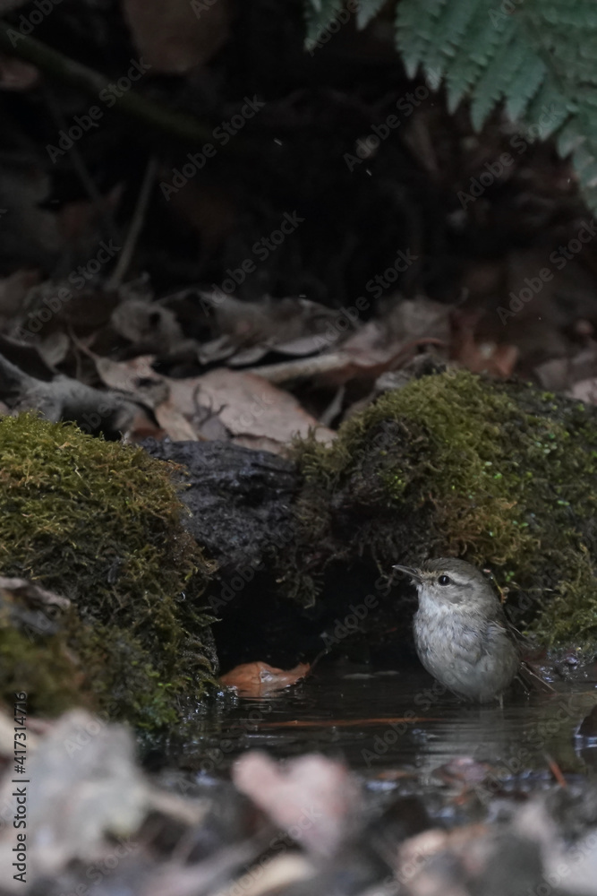 japanese bush warbler is bathing in the forest japanese bush warbler is bathing in the forest
