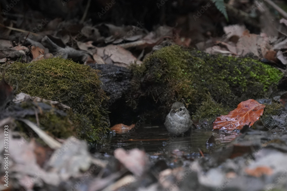 japanese bush warbler is bathing in the forest japanese bush warbler is bathing in the forest