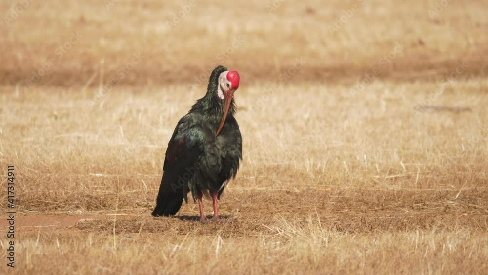 bald ibis grooming itself as it stands out in the dry field bald ibis grooming itself as it stands out in the dry field