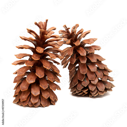 Longleaf pine aka Pinus palustris large long dry open cone isolated on white background 