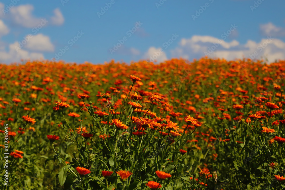 Blooming field of calendula. A useful plant used in medicine.