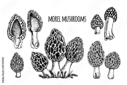 Morel mushrooms Vector illustration hand drawn, family of edible mushrooms, cut mushroom, spongy morel, healthy organic food, vegetarian food, fresh mushrooms isolated on white background photo