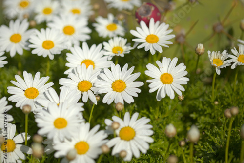 Flora of Gran Canaria -  Argyranthemum  marguerite daisy endemic to the Canary Islands