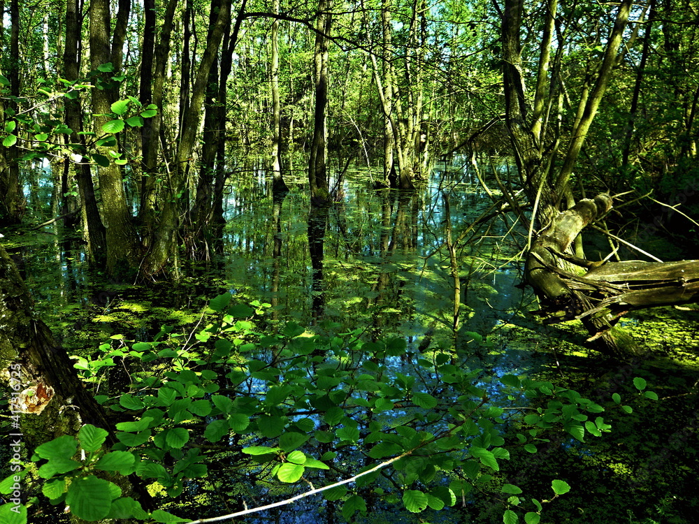 Czech Republic-view of the wetland in a nature reserve near Pametnik Czech Republic-view of the wetland in a nature reserve near Pametnik