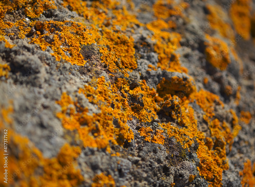 Vegetated Rocks Bright yellow orange Caloplaca marina aka Orange Sea Lichen on rock ...