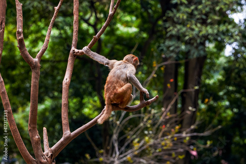 A group of monkeys scratching and living in groups on Monkey Mountain