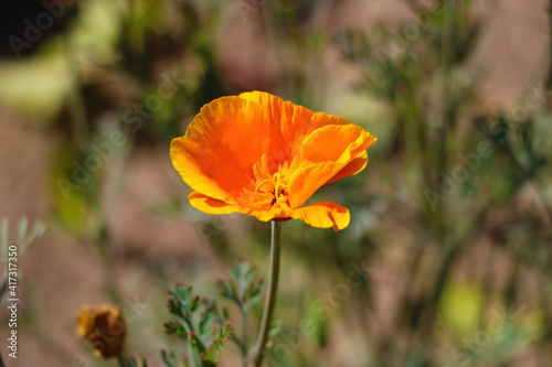 Close-up on a blooming poppy flower in the garden.