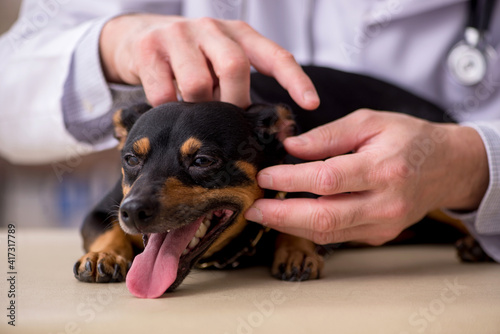 Canvas Print Old male vet doctor examining dog in the clinic