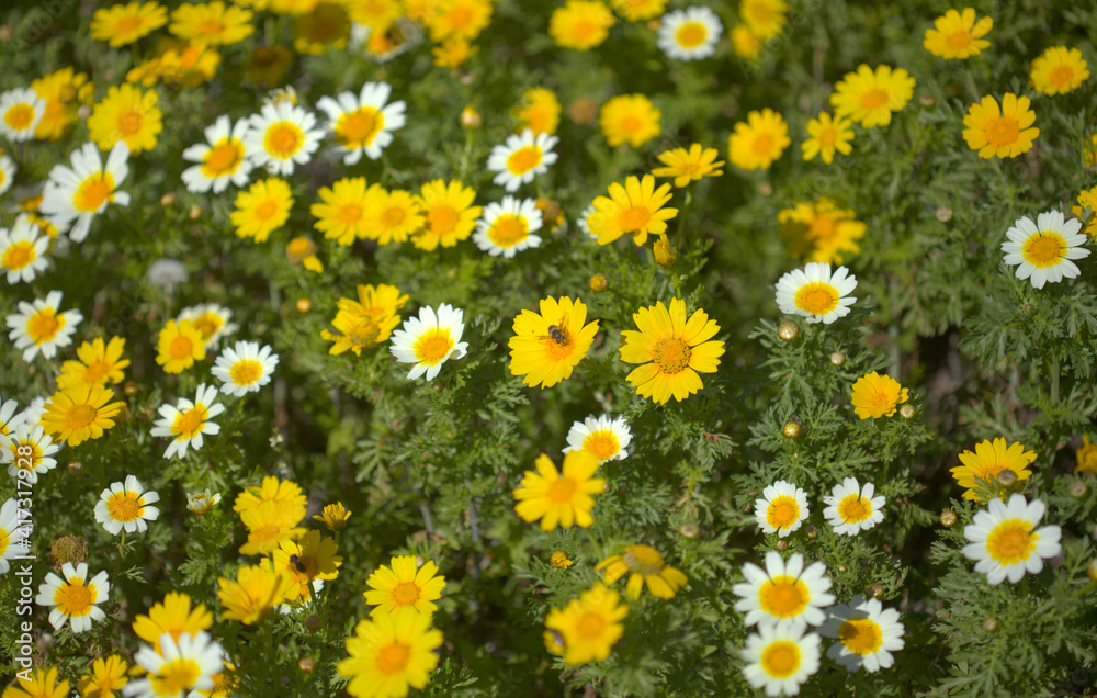Flora of Gran Canaria flowering Glebionis coronaria aka garland