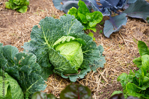 Green young cabbages growing in vegetable garden on spring day..