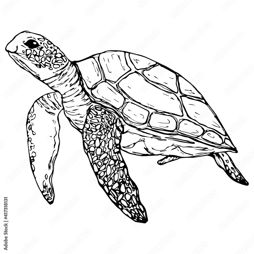 Fototapeta premium Graphic turtle. Vector . Isolated on a white background